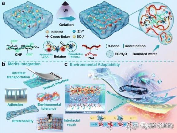 超分子两性离子水凝胶电解质 破解锌离子电容器枝晶难题的新策略